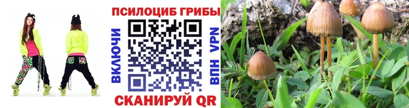 Галлюциногенные грибы Psilocybine cubensis Купить где Алексин